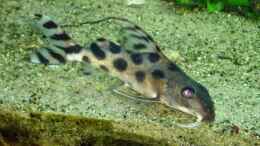 aquarium-von-roger-mayer-becken-510_Synodontis decorus