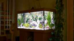 aquarium-von-maggo-28-becken-5110_