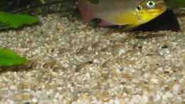 aquarium-von-tankman71-westafrikaaquarium_Pelvicachromis taeniatus lobe