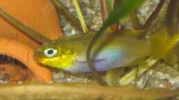 Foto mit Pelvicachromis taeniatus lobe w mit Babys