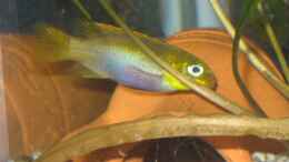 Foto mit Pelvicachromis taeniatus lobe