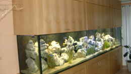 aquarium-von-kai-wichert-becken-5147_1596 liter malawi