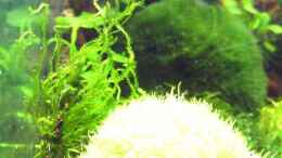aquarium-von-astrid-stahn-becken-5163_Flame - Moos mit Utricularia