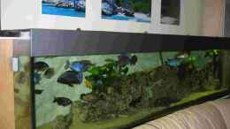 aquarium-von-thomas-leeb-becken-5165_Malawi Becken 250x50x60