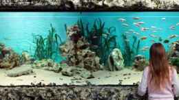aquarium-von-thomas-moerschel-becken-5187_