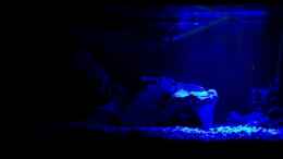 aquarium-von-volker-katers-becken-5193_und so bei nacht