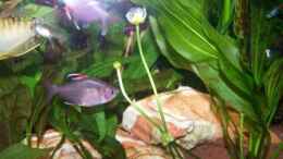 aquarium-von-andreas-weiler-becken-5224_Blüte des Froschlöffels