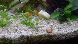 aquarium-von-matthias-schuster-becken-5274_Apfelschnecken mit Gurkenscheibe