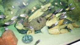 Aquarium einrichten mit Golden Kazumba und Duboisi Maswa