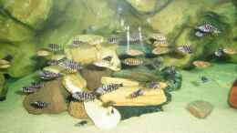 Aquarium einrichten mit GOLDEN KAZUMBA UND MASWAS