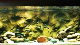 aquarium-von-eric-becken-5298_GOLDEN KAZUMBA UND DUBOISI MASWA
