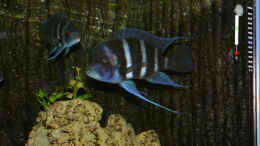 aquarium-von-daniel-hieber-becken-533_Cyphotilapia Frontosa Blue Zaire