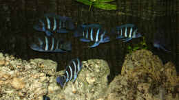 Aquarium einrichten mit Cyphotilapia Frontosa Blue Zaire