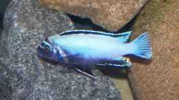 aquarium-von-maik83-mbunas-von-2003-bis-2009_Pseudotropheus sp. membe deep maingano Männchen