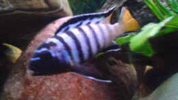 Aquarium einrichten mit Pseudotropheus elongatus mpanga Männchen
