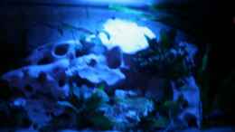 aquarium-von-cornelius-ohligschlaeger-becken-5385_Wow endlich ist das Mondlicht im Becken