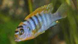 Aquarium einrichten mit Labidochromis hongi M
