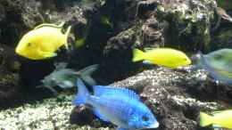 aquarium-von-aquaman-becken-5401_Meine Malawi-Buntbarsche
