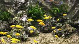 aquarium-von-aquaman-becken-5401_Mein Malawi-Schaubecken (Afrika)
