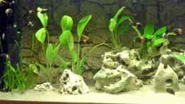 aquarium-von-ralf-heinrich-becken-5405_linke Hälfte mit Pflanzen