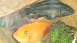 Aquarium einrichten mit M.Estherae+Melanochromis Chipokae (Weibchen)