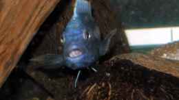 Foto mit Melanochromis Chipokae