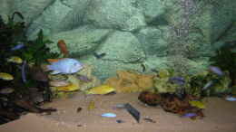 aquarium-von-mario-matthes-becken-545_MP-Aquarium 150*50*50cm, 380 Liter mit verschiedenen Malawis