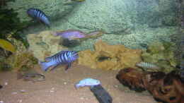 aquarium-von-mario-matthes-becken-545_Der mittlere Teil meines Beckens. Rechts eine kleine Wurzel 