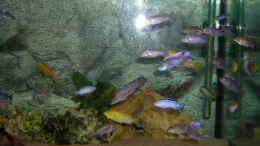 aquarium-von-mario-matthes-becken-545_Der rechte Teil meines Aqariums. Durch das gesamte Becken zi