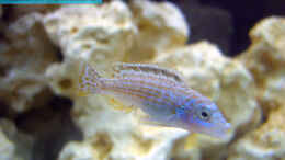Aquarium einrichten mit Melanochromis joanjohnsonae