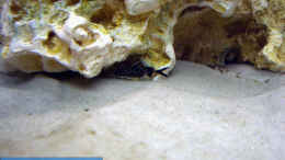 Foto mit Einer von 5 Synodontis Petricola