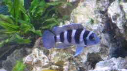 aquarium-von-felix-fabian-becken-547_Neolamprologus Tretocephalus W , Neolamprolgus Leleupi W