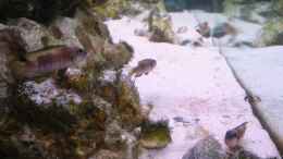 aquarium-von-felix-fabian-becken-547_Neolamprologus Speciosus Familie