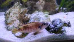 aquarium-von-felix-fabian-becken-547_Neolamprologus Speciosus dominantes M