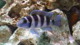 aquarium-von-felix-fabian-becken-547_Neolamprologus Tretocephalus M