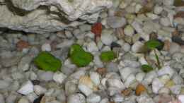 aquarium-von-eo-becken-5476_Hydrocotyle verticillata ( Wassernabel )