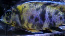 aquarium-von-patrick-rall-becken-549_Aulonocara marmelade cat männchen