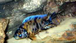 aquarium-von-patrick-rall-becken-549_Aulonocara marmelade cat männchen