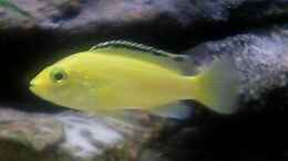 aquarium-von-patrick-rall-becken-549_yellow weibchen