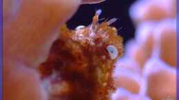 aquarium-von-sascha-bill-becken-5508_Eine Korallenkrabbe
