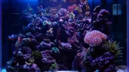 aquarium-von-sascha-bill-becken-5508_Becken bei 20000 K und Fiji purple