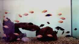 aquarium-von-larry-gabriole-becken-554_Kinder Fische Mbamba / Zebra +/- 60 Stuck 80*40*40 Becken