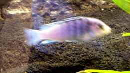 aquarium-von-larry-gabriole-becken-554_Neue Malawi wie weist wie dieses fische heist??