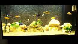 aquarium-von-larry-gabriole-becken-554_JUWEL300 neues einrichtung