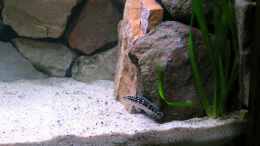 Aquarium einrichten mit Julidochromis Weibchen