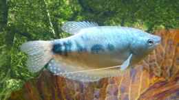 Foto mit blauer Fadenfisch