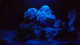 aquarium-von-dominic-zuccarelli-becken-5568_Bei Mondschein :-)