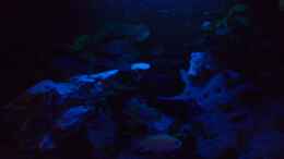 aquarium-von-dominic-zuccarelli-becken-5568_Bei Mondschein ;-)