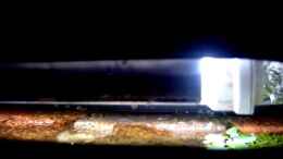 aquarium-von-thomas-schmidt-becken-5584_Philips Neon-Röhre mit Reflektor ( 10000 K. )