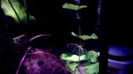 aquarium-von-thomas-schmidt-becken-5584_Pflanze ohne Namen??????????? oder doch nicht?